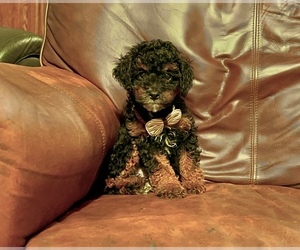 Cavapoo Puppy for sale in CAMPBELLSVILLE, KY, USA