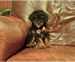 Image preview for Ad Listing. Nickname: Remi