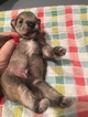Small Photo #5 Schnauzer (Miniature) Puppy For Sale in CORNISHVILLE, KY, USA