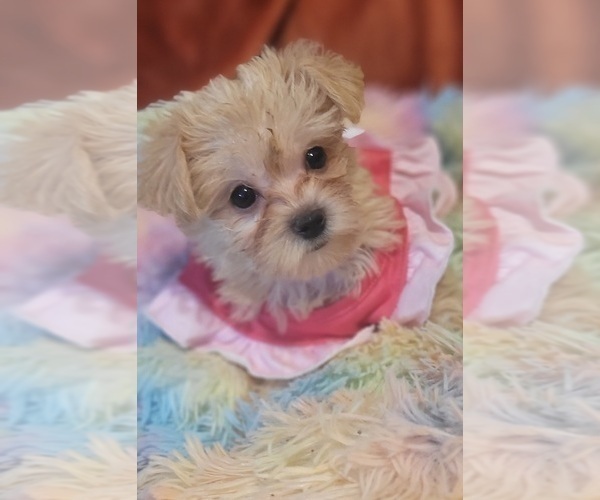 Medium Photo #6 Yorkshire Terrier Puppy For Sale in AKRON, OH, USA