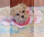 Small #5 Yorkshire Terrier