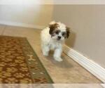 Small #2 Shih-Poo