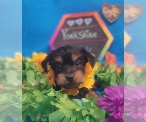 Medium Photo #32 Yorkshire Terrier Puppy For Sale in AKRON, OH, USA