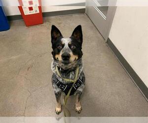 Mutt Dogs for adoption in Berkeley , CA, USA
