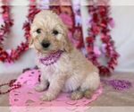 Puppy 2 Goldendoodle (Miniature)