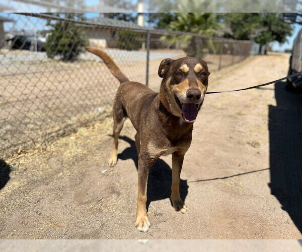 Medium Photo #1 Doberman Pinscher-Unknown Mix Puppy For Sale in HESPERIA, CA, USA
