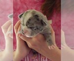 Small Photo #10 French Bullhuahua Puppy For Sale in SPRAGGS, PA, USA
