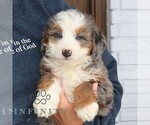 Small #1 Bernedoodle (Miniature) (+ Poodle Miniature)