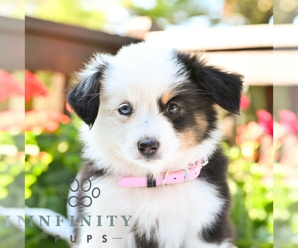 Medium Photo #5 Miniature Australian Shepherd Puppy For Sale in REBERSBURG, PA, USA