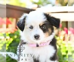 Small #4 Miniature Australian Shepherd