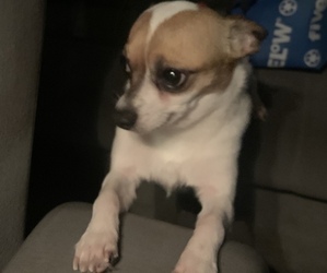 Chihuahua Puppy for sale in SUGAR CREEK, MO, USA