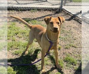 Labrador Retriever-Unknown Mix Dogs for adoption in Conroe, TX, USA