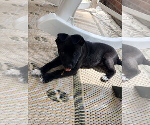 Potter (Harry Potter Litter) - Male Labrador Retriever-Unknown Mix Dog for Adoption - Photo #2