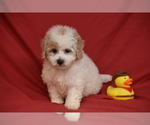 Pickles - Male Bichpoo Puppy for Sale - Photo #2
