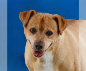 Retriever -Unknown Mix Dogs for adoption in Pasadena, CA, USA