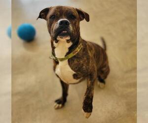 Masti-Bull Dogs for adoption in Akron, OH, USA