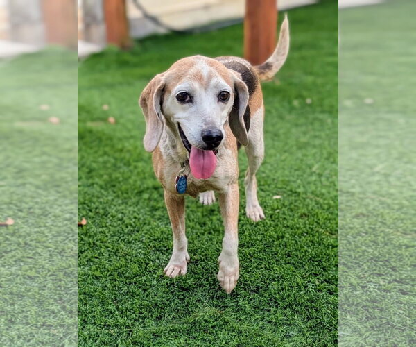 Medium Photo #1 Beagle Puppy For Sale in Tampa, FL, USA