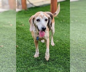 Beagle Dogs for adoption in Tampa, FL, USA