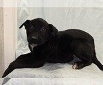 Puppy Cheesecurd Boxer-Chinese Shar-Pei Mix