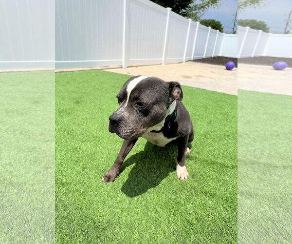 Medium Photo #4 American Pit Bull Terrier-American Staffordshire Terrier Mix Puppy For Sale in Dallas, TX, USA