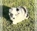 Small #16 Shetland Sheepdog