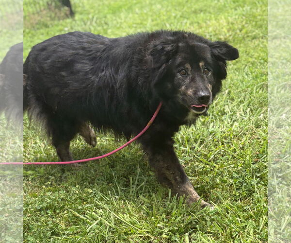 Medium Photo #3 Border Collie-Unknown Mix Puppy For Sale in Virginia Beach, VA, USA