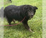 Small #2 Border Collie Mix