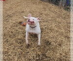 Small #19 American Pit Bull Terrier Mix