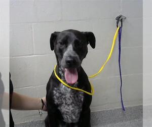 Labrador Retriever-Unknown Mix Dogs for adoption in Pasadena, TX, USA