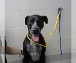 Small Labrador Retriever Mix