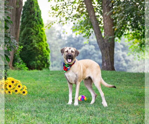 Medium Photo #2 Anatolian Shepherd Puppy For Sale in Unionville, PA, USA