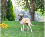 Small #1 Anatolian Shepherd