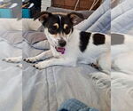 Small #1 Chihuahua Mix