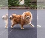 Small Photo #1 Pomeranian Puppy For Sale in BROOKLYN, NY, USA