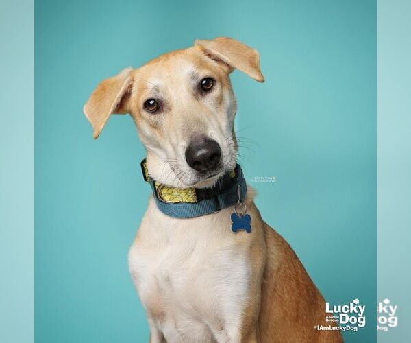 Medium Photo #8 Labrador Retriever-Unknown Mix Puppy For Sale in Washington, DC, USA