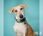 Small #7 Labrador Retriever Mix