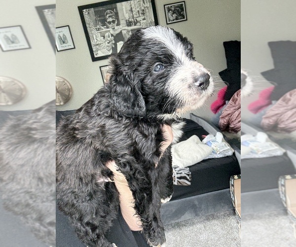 Medium Photo #2 Bernedoodle Puppy For Sale in BELMONT, NC, USA
