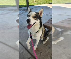 Siberian Husky-Unknown Mix Dogs for adoption in Elk Grove, CA, USA