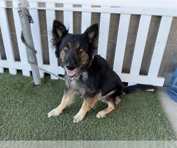 Medium Photo #1 German Shepherd Dog-Unknown Mix Puppy For Sale in Modesto, CA, USA