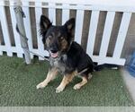 Small German Shepherd Dog Mix