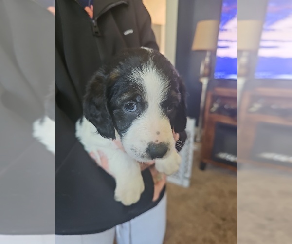 Medium Photo #1 Shepadoodle Puppy For Sale in CUDAHY, WI, USA