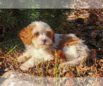 Small Photo #18 Cavapoo (Miniature)-Poodle (Standard) Mix Puppy For Sale in CAPAC, MI, USA