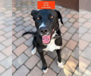 Catahoula Leopard Dog-Labrador Retriever Mix Dogs for adoption in West Hollywood, CA, USA