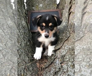 Pembroke Welsh Corgi Puppy for sale in ARCOLA, IL, USA