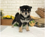 Small Shiba Inu