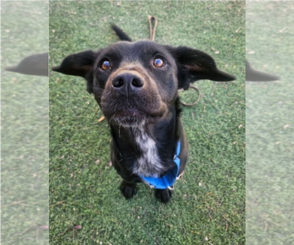 Medium Photo #3 Border Collie-Unknown Mix Puppy For Sale in Lakewood, CO, USA