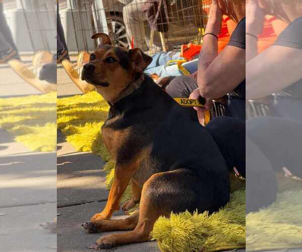 Medium Photo #48 Labrador Retriever-Unknown Mix Puppy For Sale in New York, NY, USA