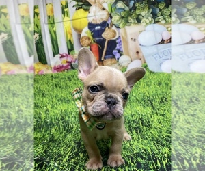 French Bulldog Puppy for sale in VENUS, TX, USA