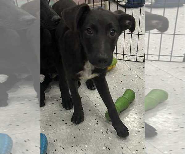 Medium Photo #1 Labrador Retriever-Unknown Mix Puppy For Sale in Palatine/Kildeer/Buffalo grove, IL, USA