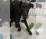 Lolllie - Female Labrador Retriever-Unknown Mix Dog for Adoption - Small photo